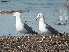 Larus argentatus mongolicus