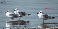 Larus argentatus mongolicus