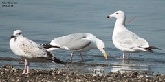 Larus argentatus mongolicus