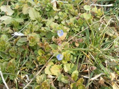 Veronica persica