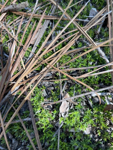 Littleleaf pixiemoss (Pyxidanthera brevifolia)