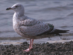 Larus argentatus mongolicus
