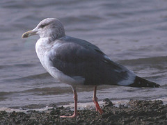 Larus argentatus mongolicus
