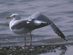 Larus argentatus mongolicus