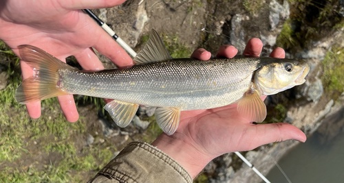 Umpqua Pikeminnow