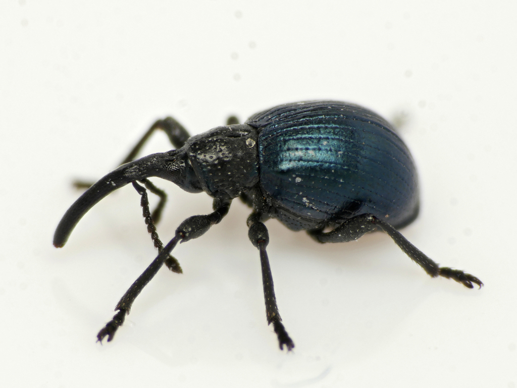 Taphrotopium sulcifrons