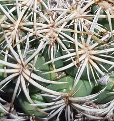 Coryphantha retusa