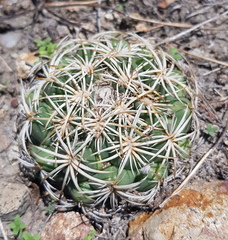 Coryphantha retusa