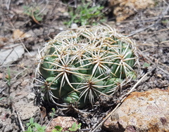Coryphantha retusa