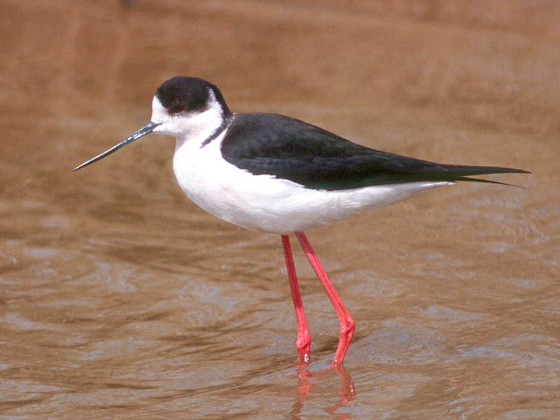 Black-Winged Stilt
