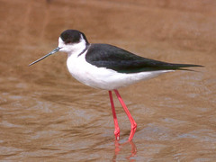 Black-Winged Stilt photo 1