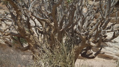 Aloidendron ramosissimum