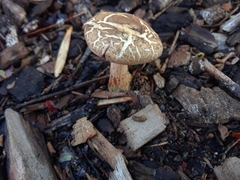 Agrocybe