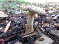 Agrocybe