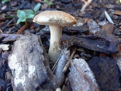 Agrocybe