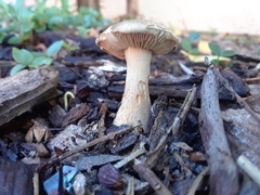 Agrocybe