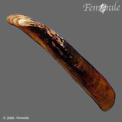 Mycetopodella