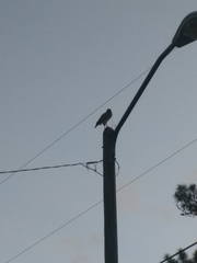 Buteo jamaicensis image
