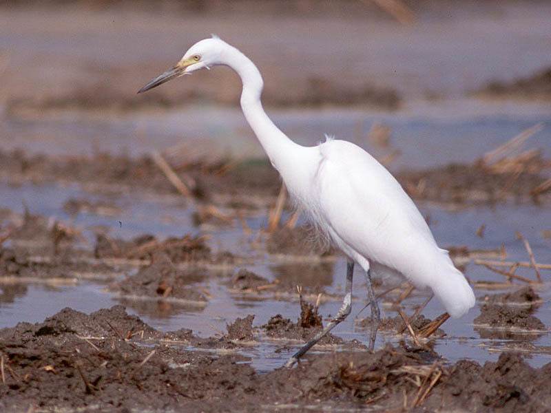 Intermediate Egret, This medium-sized heron in the genus Eg…