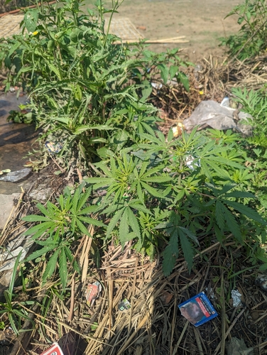 Cannabis