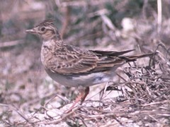 Alauda arvensis