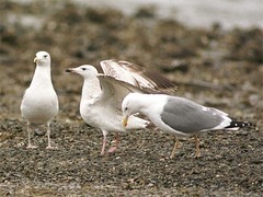 Larus argentatus mongolicus