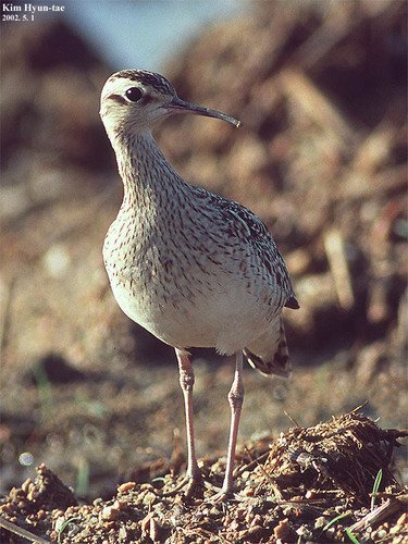 Little Curlew, photo 7 of 9