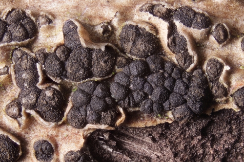 Camarosporidiella elongata observed 2023-04-13