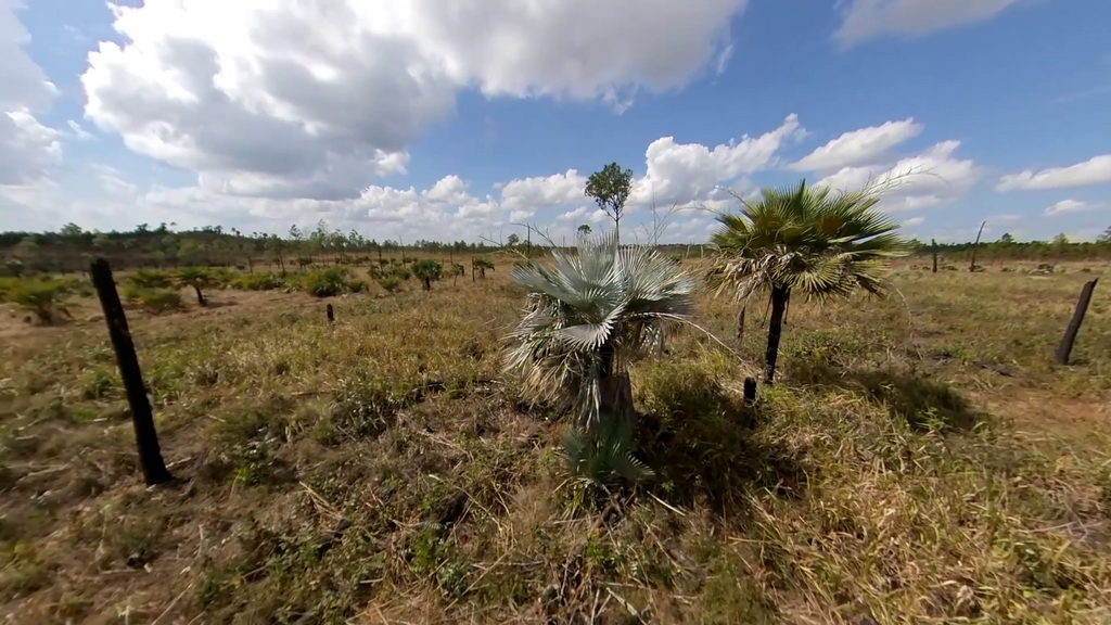 Copernicia hospita from Corralillo, Cuba on February 1, 2023 at 0447