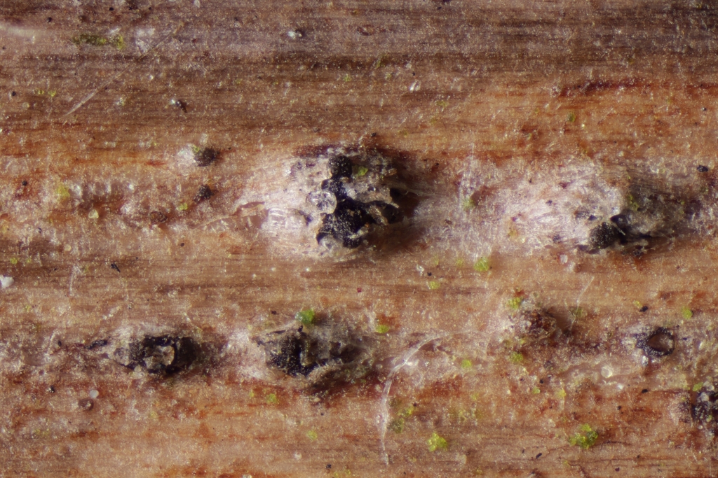 Pseudoophiobolus