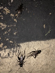 Gryllus texensis