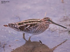 Gallinago gallinago