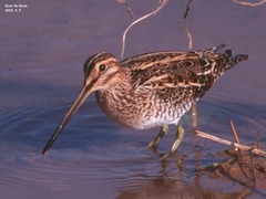 Gallinago gallinago