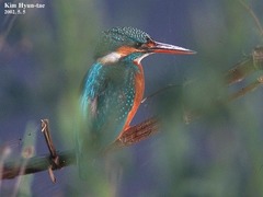 Alcedo atthis bengalensis