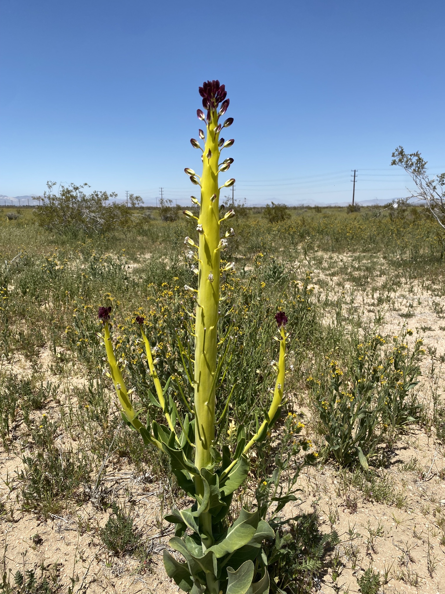 Caulanthus inflatus
