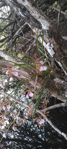 Image of Encyclia bractescens by (c) josebarrientos, some rights reserved (CC BY)