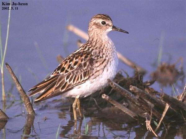 Long-toed Stint
