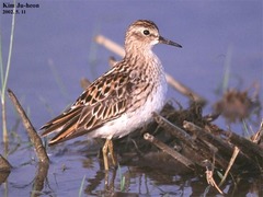 Long-Toed Stint photo 3