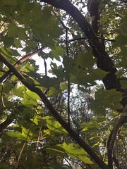 Acer rubrum image