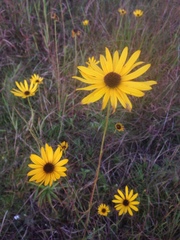 Helianthus heterophyllus