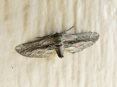 Holochroa dissociarius