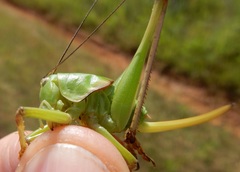Pediodectes haldemanii