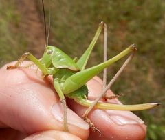 Pediodectes haldemanii