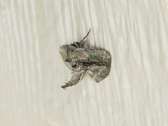 Holochroa dissociarius