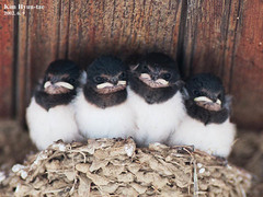 Hirundo rustica gutturalis