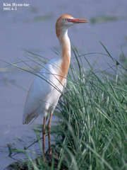Bubulcus ibis coromandus