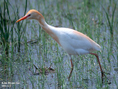 Bubulcus ibis coromandus