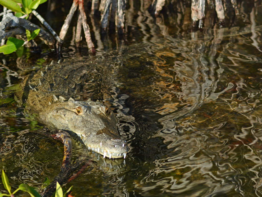 are there crocodiles in tulum mexico