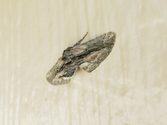 Holochroa dissociarius