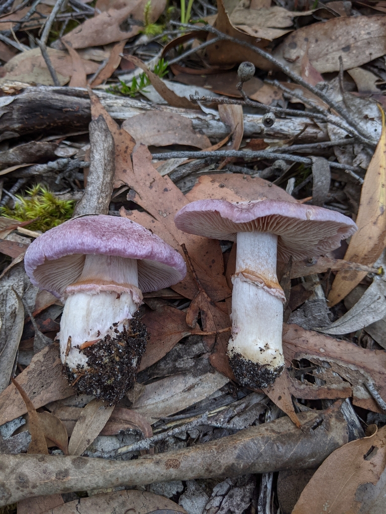 Cortinarius roseolilacinus